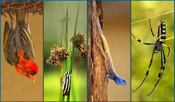 Red Headed Weaver, Painted Reed Frog, Tree Agama, Orb Spider